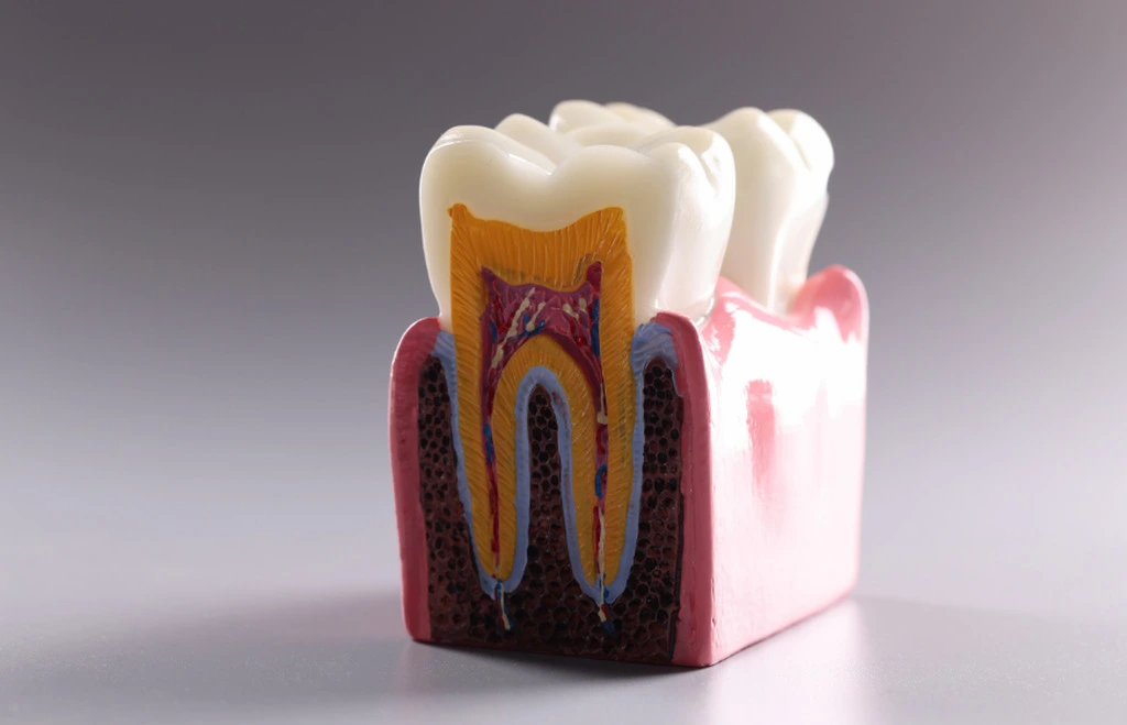 Model przekroju zęba