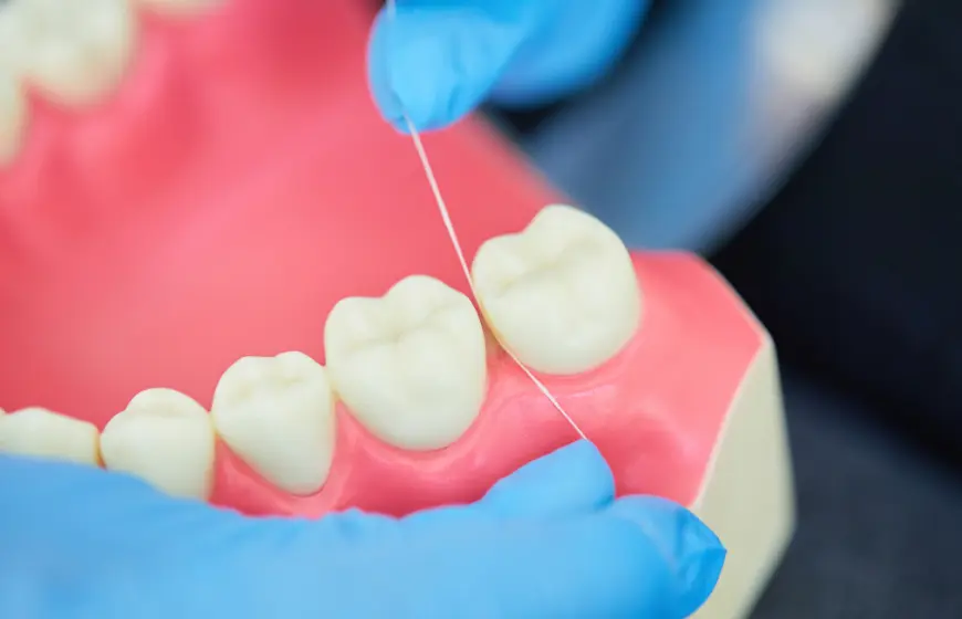 Instruktaż nitkowania nicią dentystyczną na modelu z zębami. Nitka oczyszcza przestrzeń między zębami trzonowymi