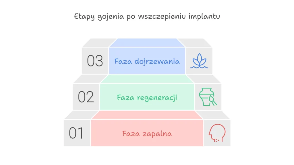 fazy gojenia implantu