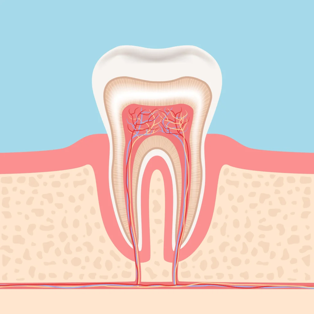 obliteracja miazgi zęba - schemat budowy zęba